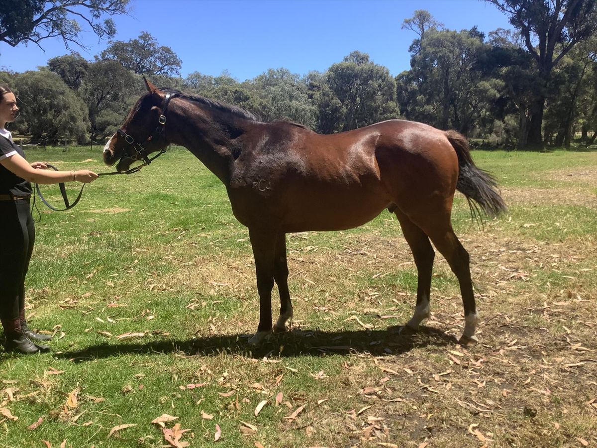 O'Couney x Blue Point confirmation