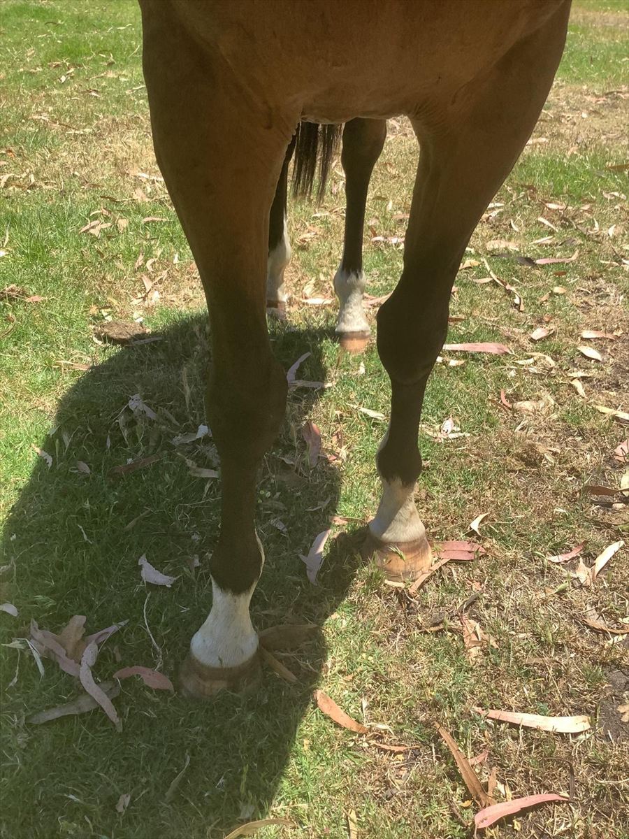 O'Couney x Blue Point