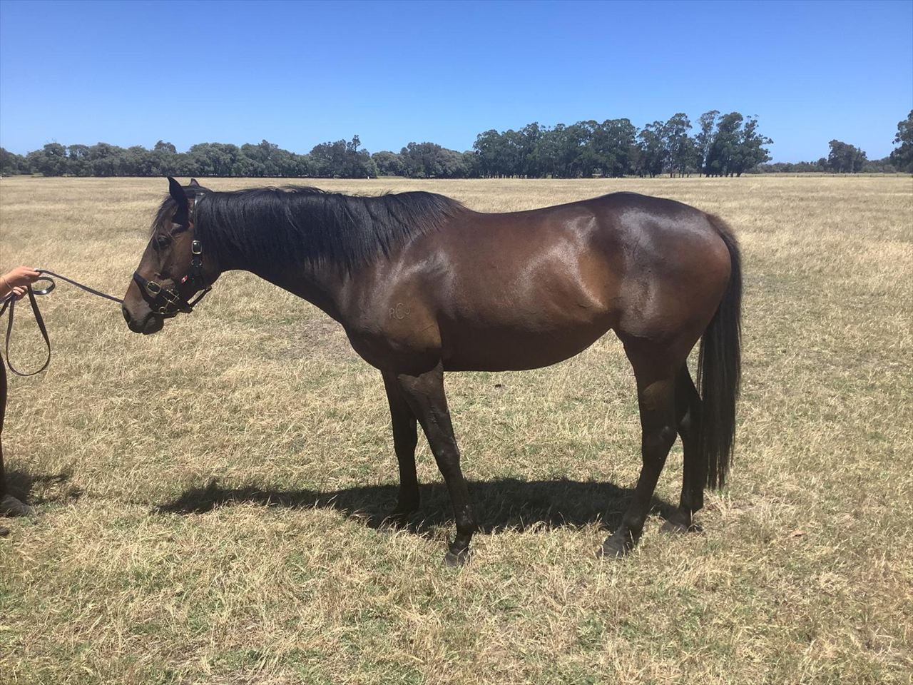 Footsteps of God x Magna Grecia confirmation