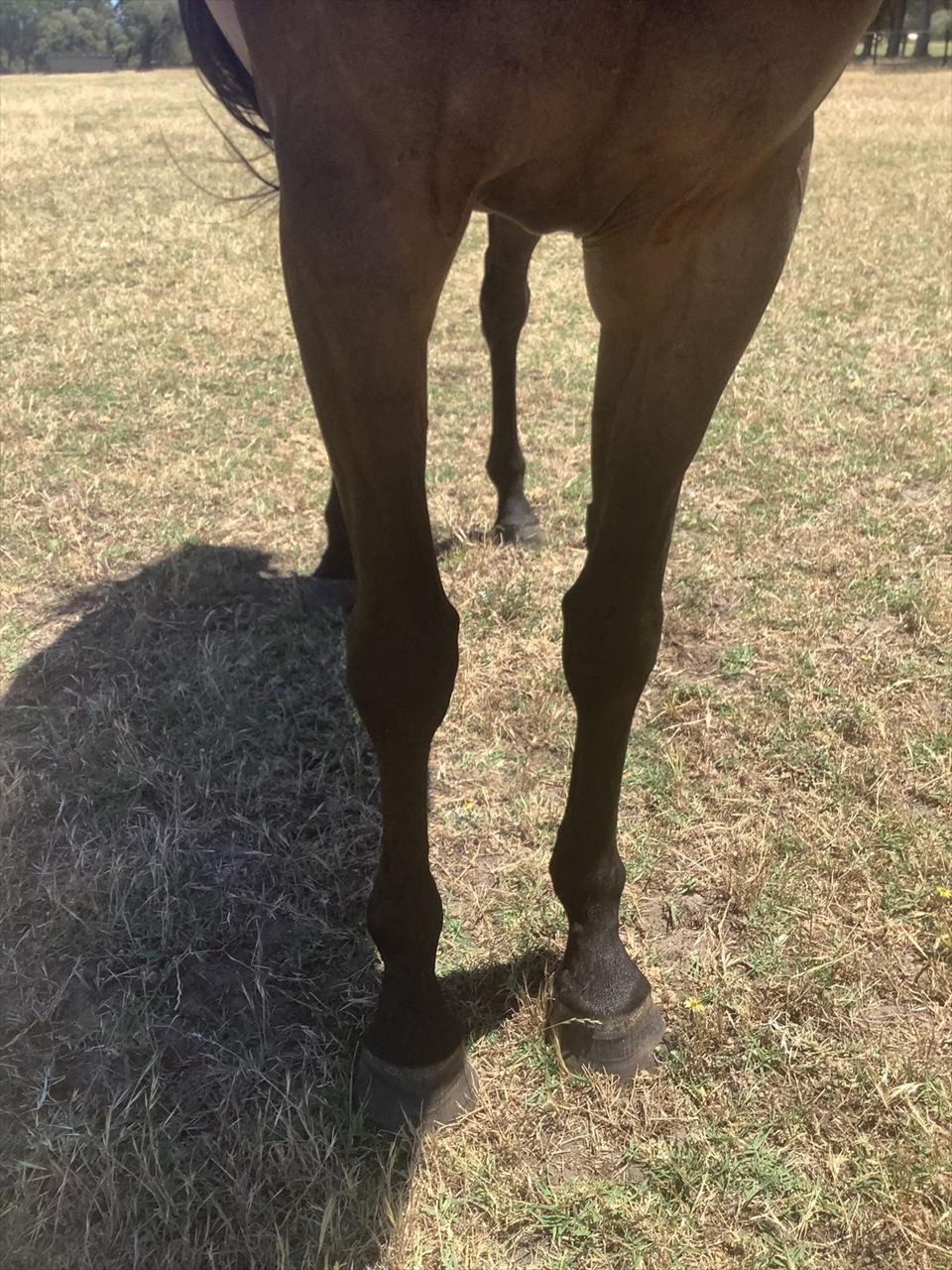 Footsteps of God x Magna Grecia