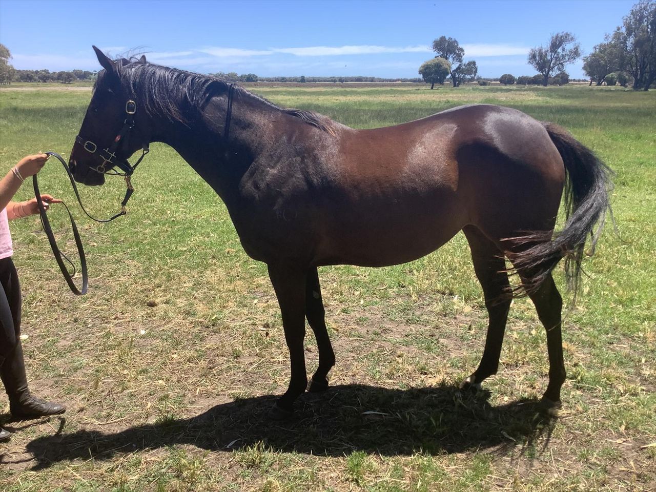 Chant of God x Magnus confirmation