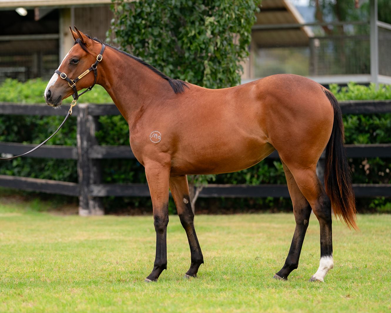 Wild Butterfly confirmation