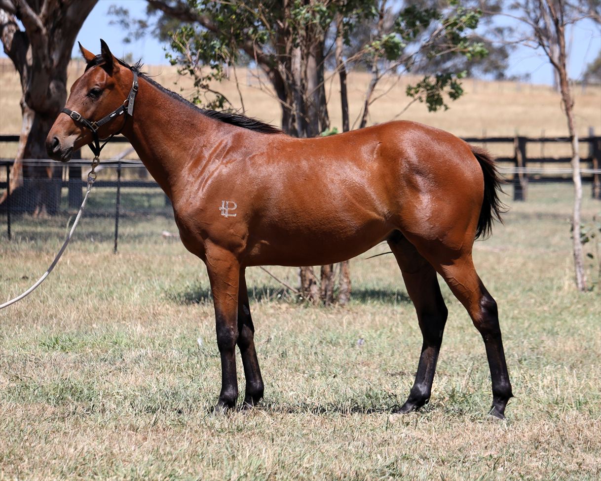 Truly Graphic 061225 b 