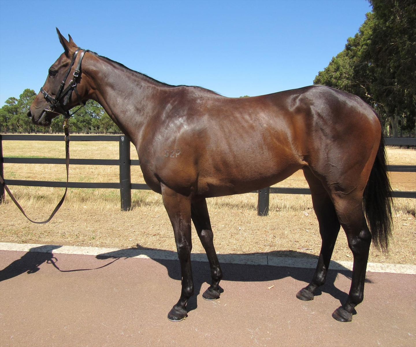 Regal Statue confirmation