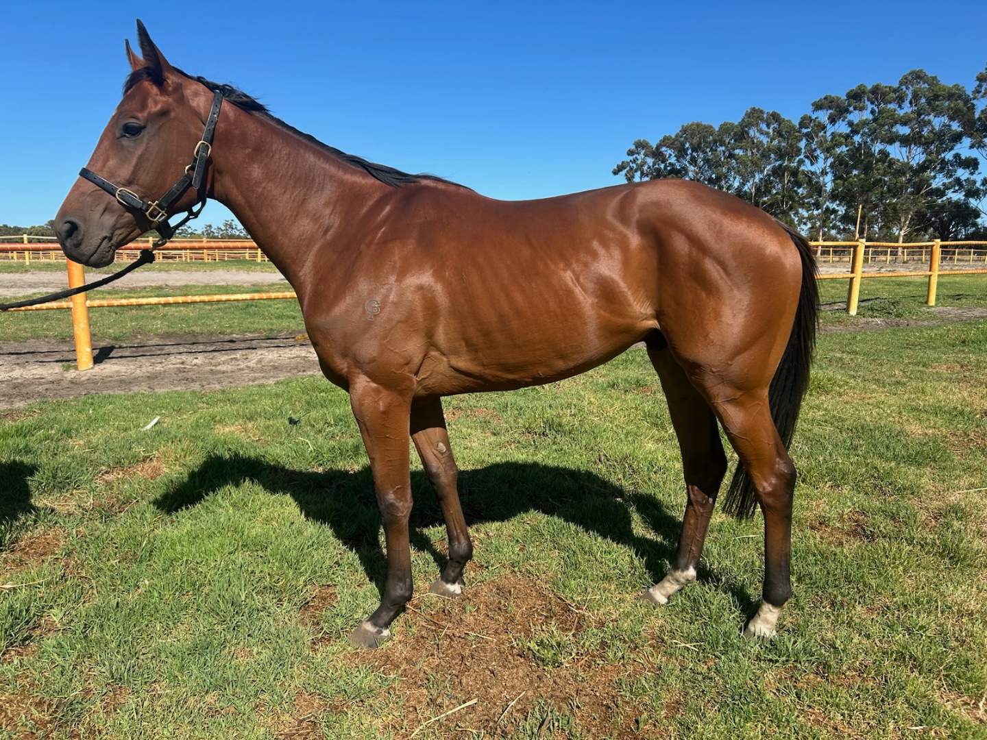 Fifth Leg confirmation