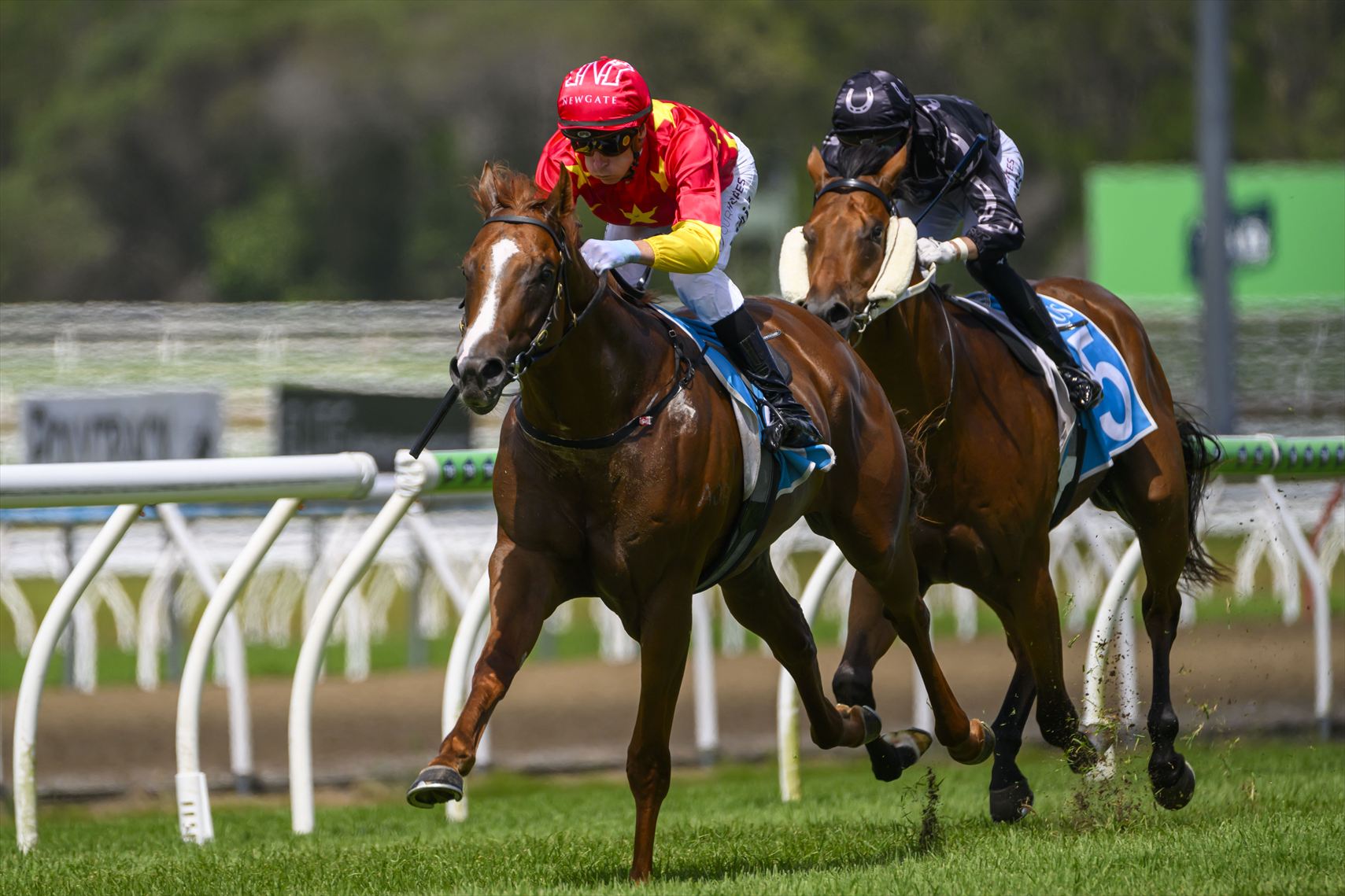 Z_DSC_2157 Quietly Arrogant 1