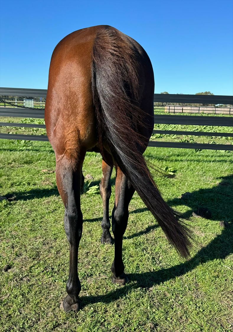 Back legs