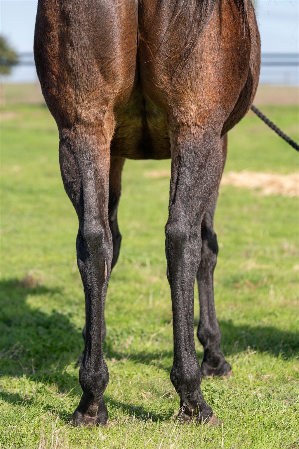 Back legs