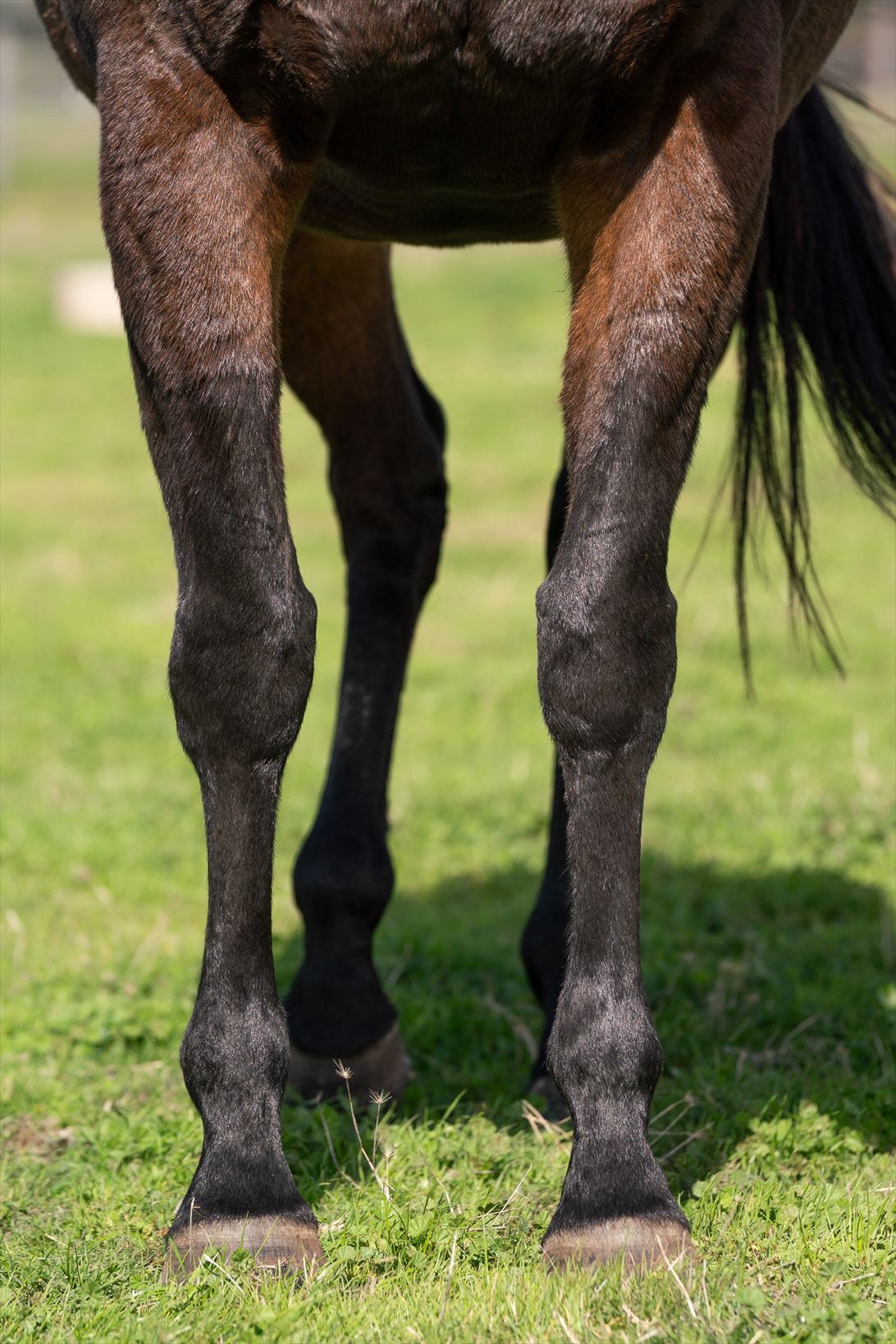 Front legs