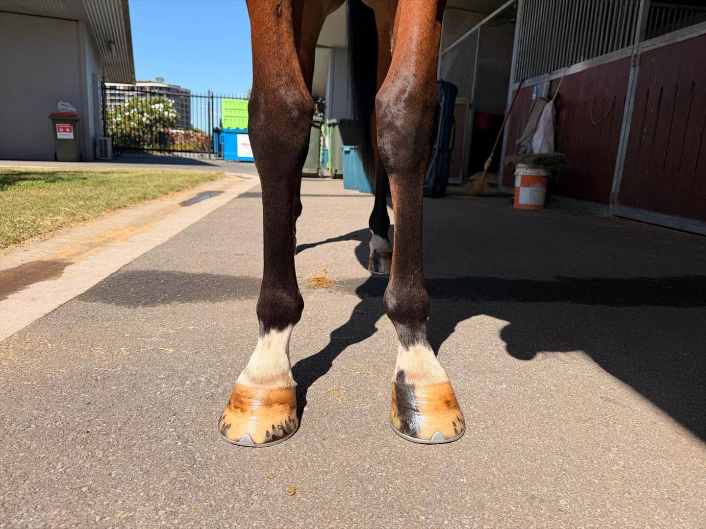 Front legs