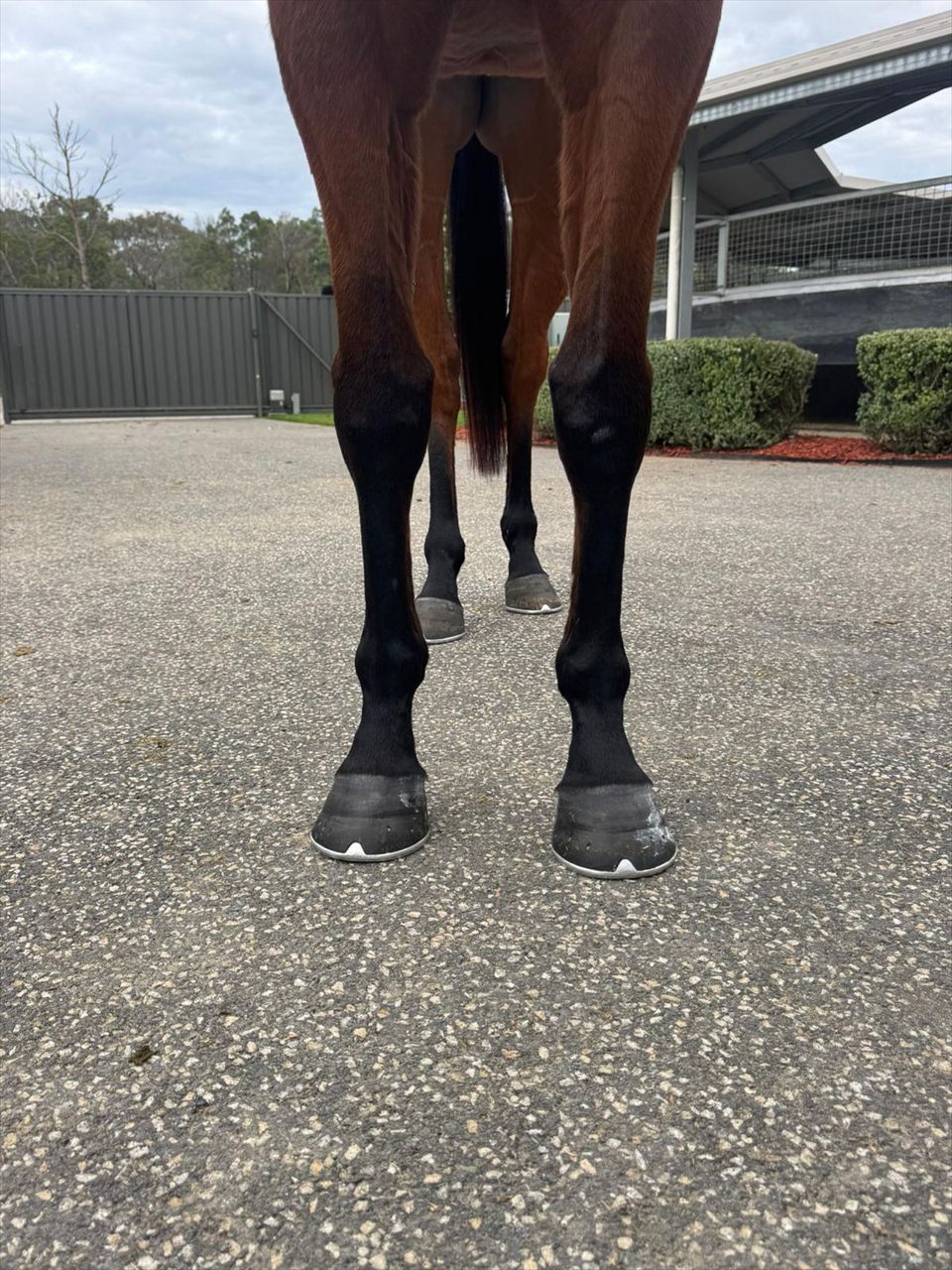 Front Legs