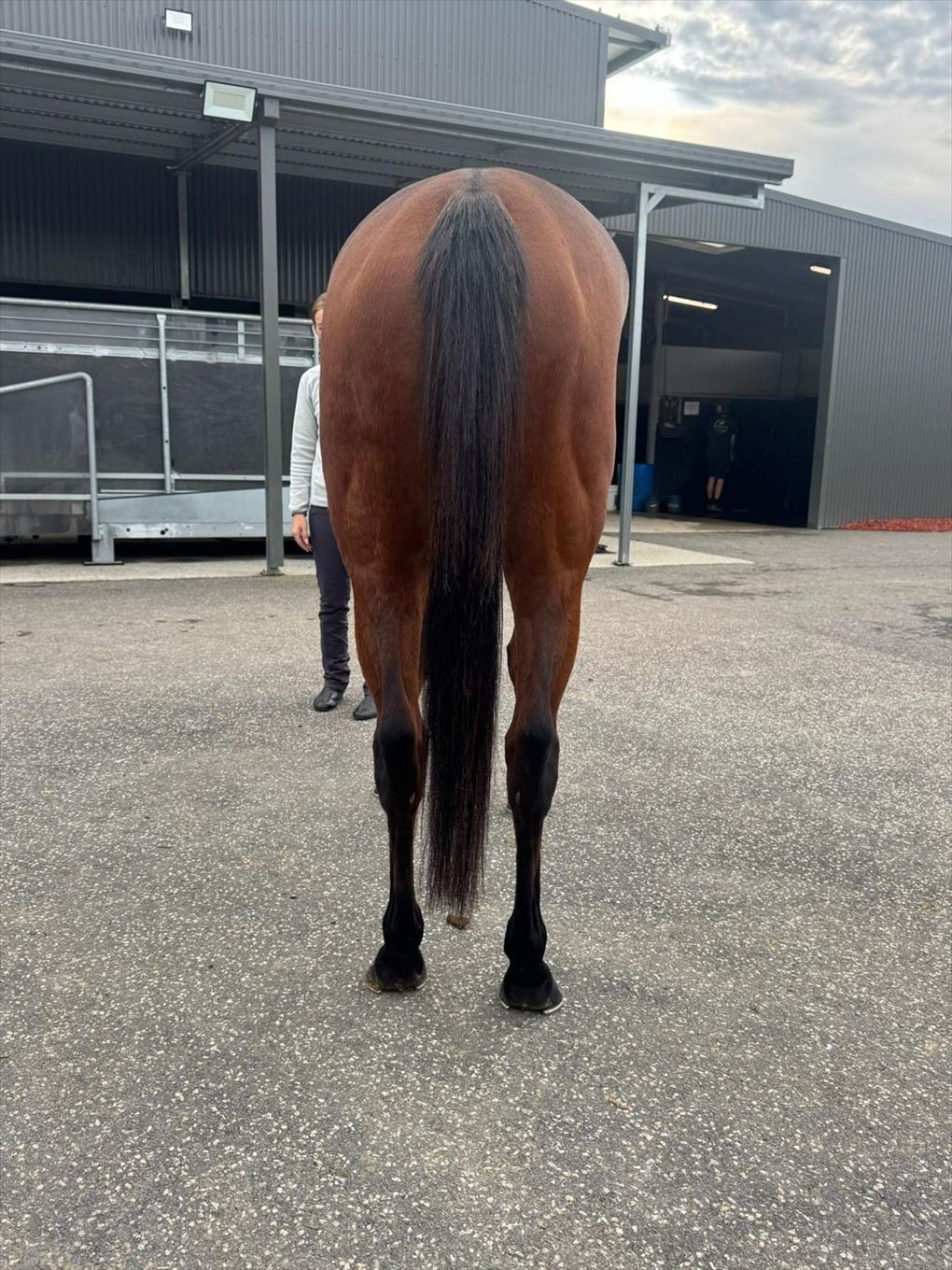 Back legs