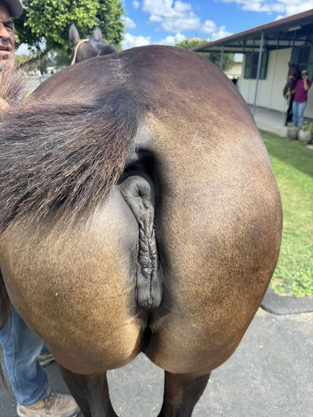 Zakheera rear