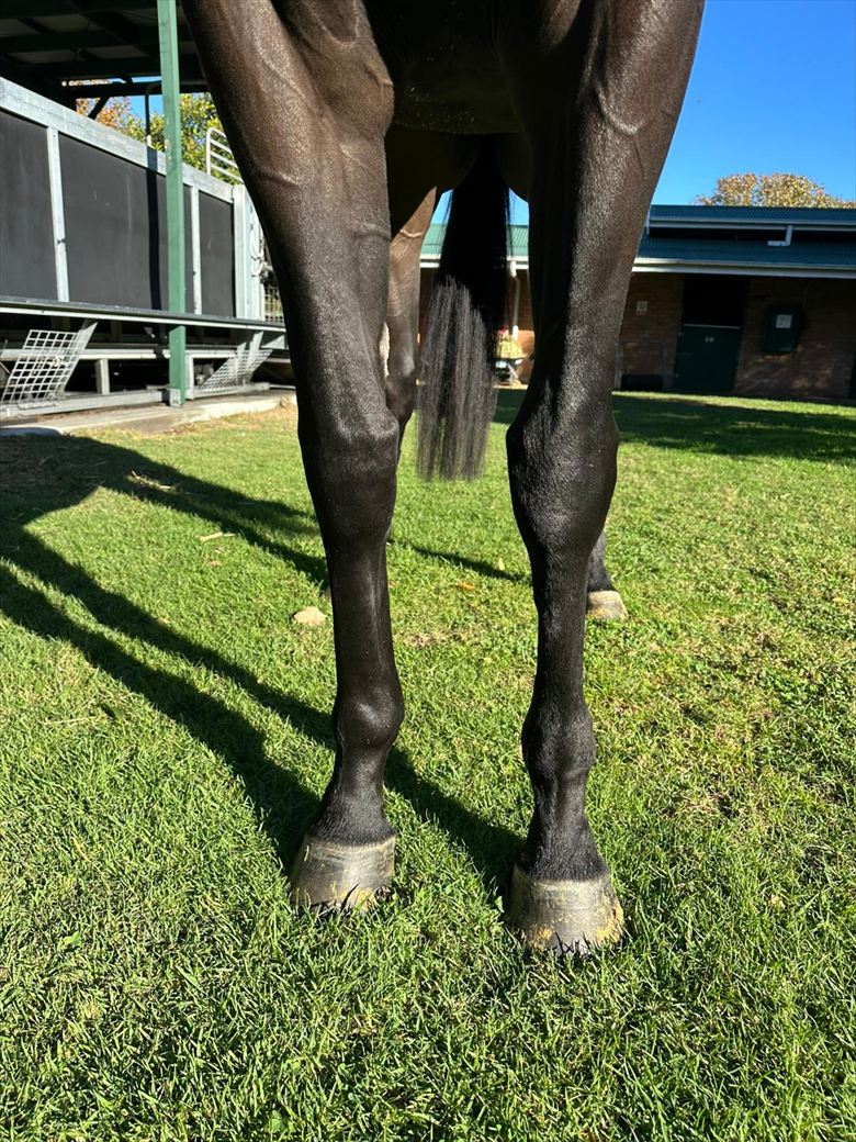 Front legs