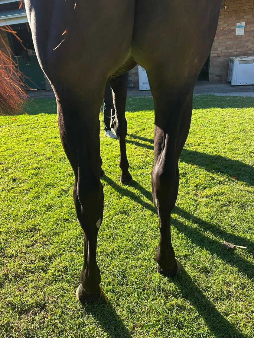 Back legs