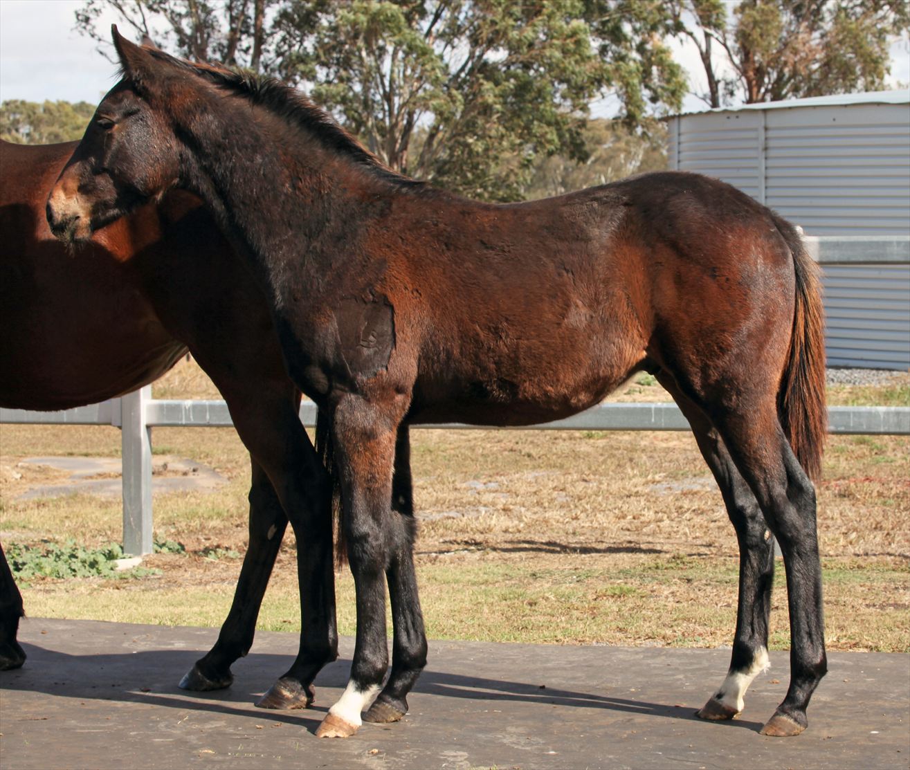 Foal
