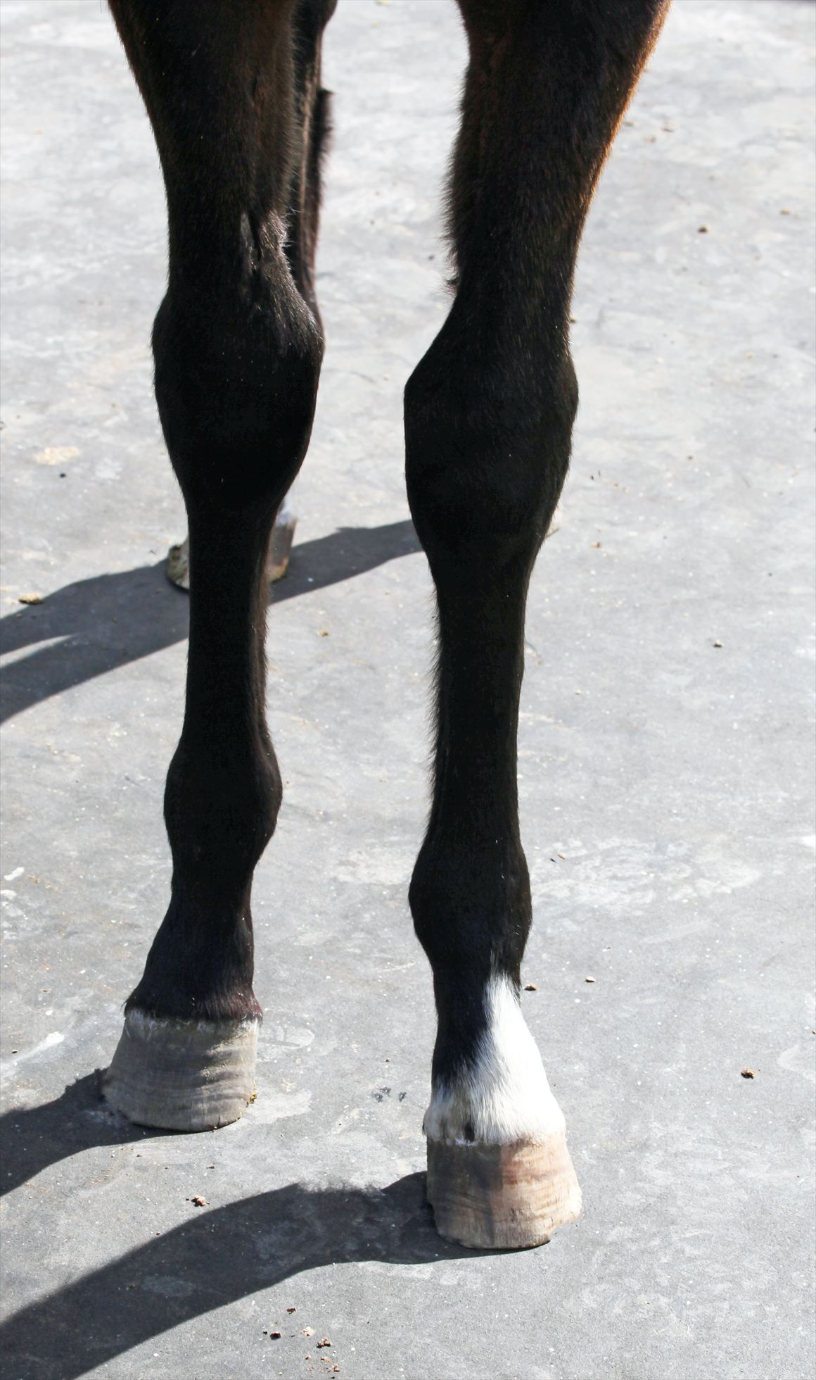 Legs