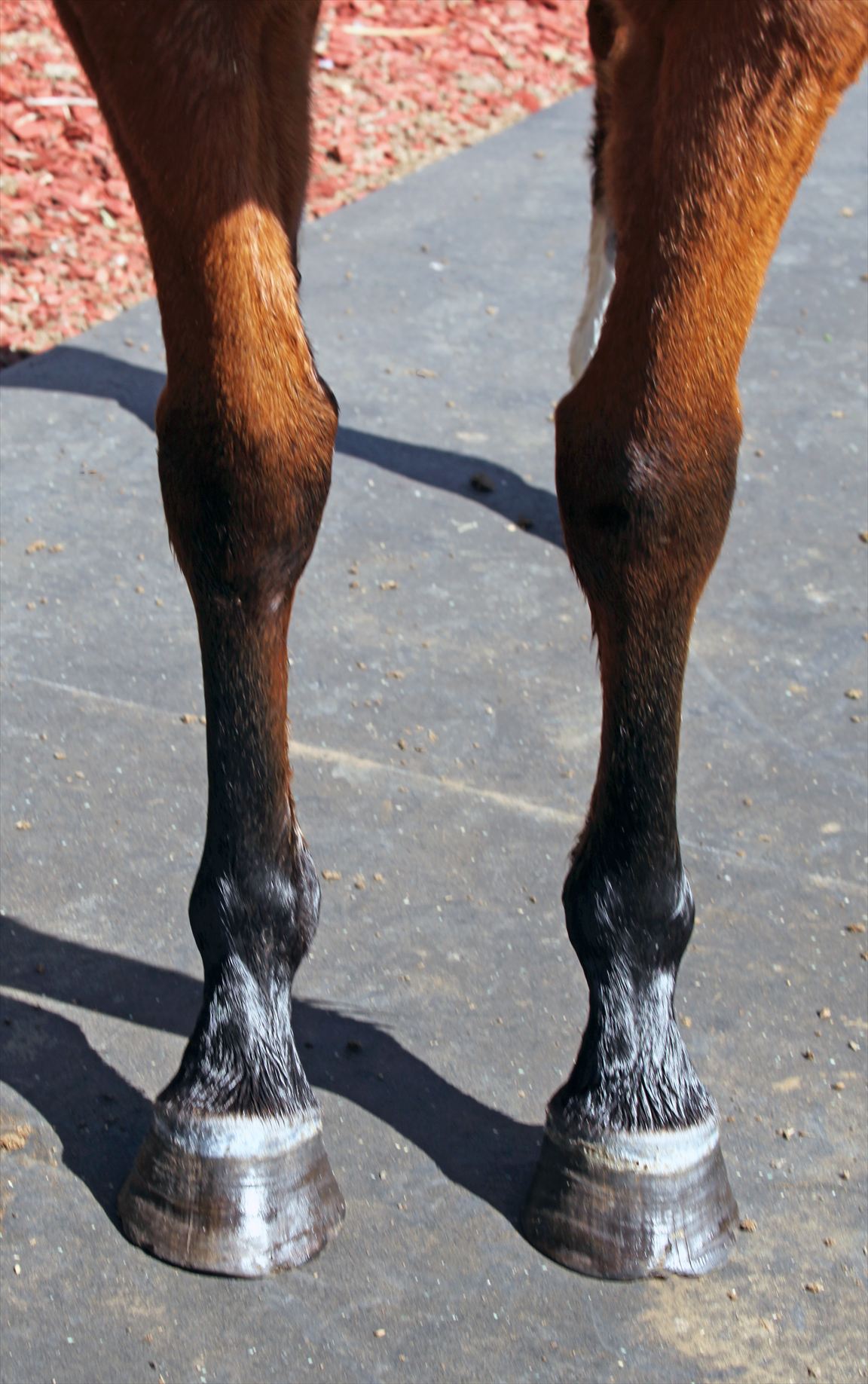 Legs