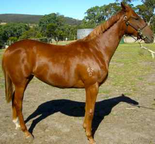 Magical Ruby - photo 1