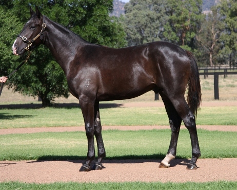 Dansili Express - photo 1