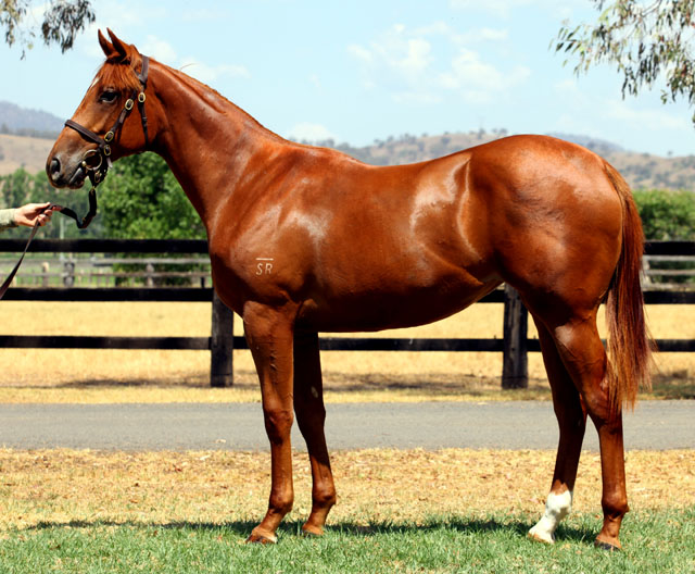 Lusharoonie - photo 1