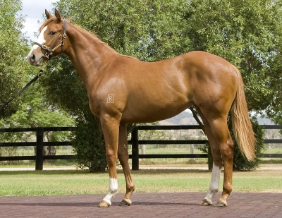 Gorgonzola (AUS) - photo 1