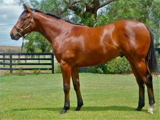 Canadian Major - photo 1