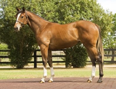 Sport Chic - photo 1