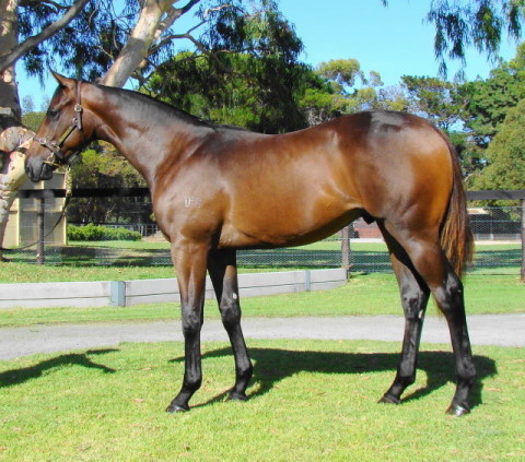 Stravinsky (USA) / Eccentricity (AUS) - photo 1