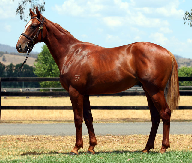 Zed Man (AUS) - photo 1