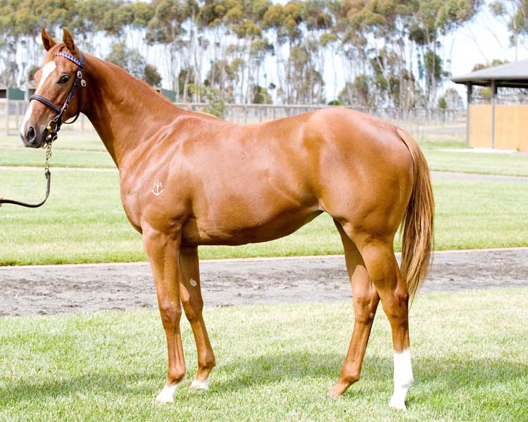 Lady Vuvuzela - photo 1