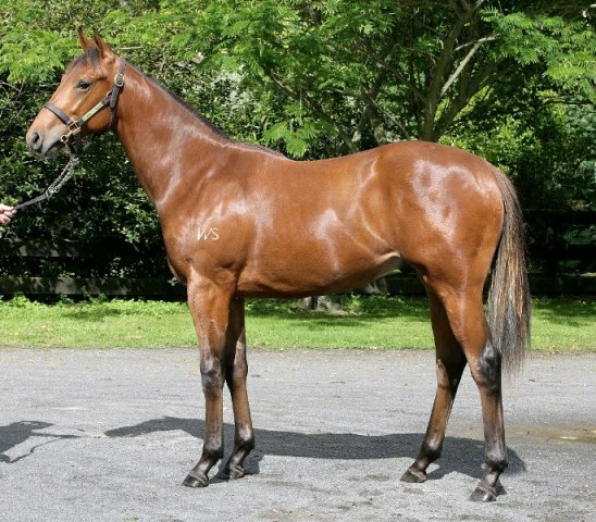 Pins (AUS) / Hooked Ona Feeling (NZ) - photo 1