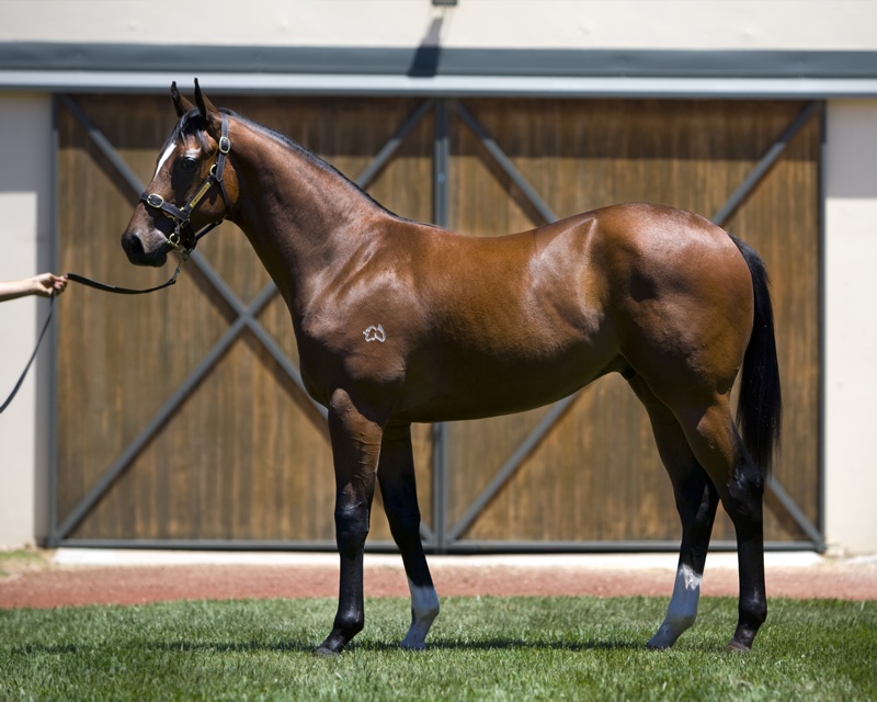 Harry's Horse - photo 1