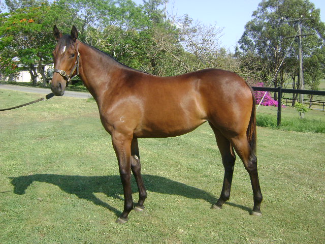 Petrushka (AUS) - photo 1