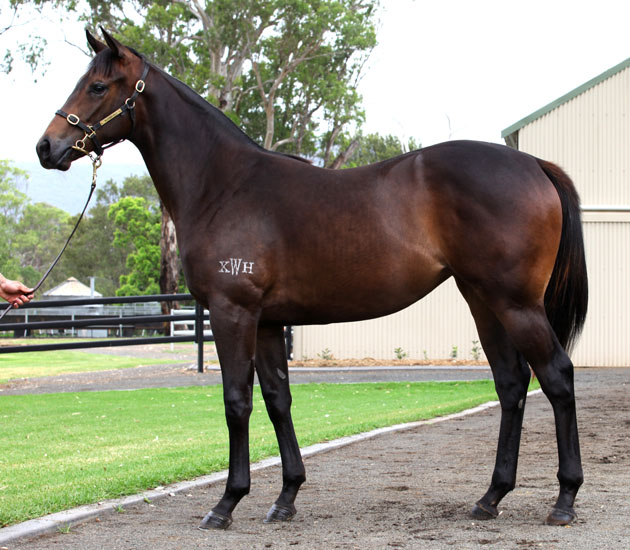 Bright Heart (AUS) - photo 1