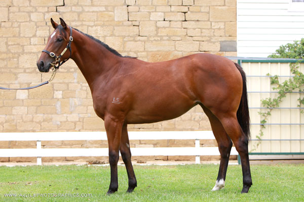 Defiant Dame (AUS) - photo 1