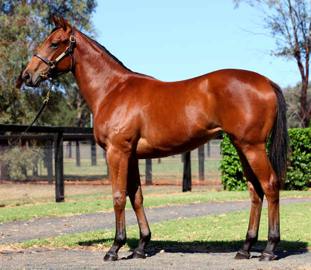 Ingham Magic - photo 1