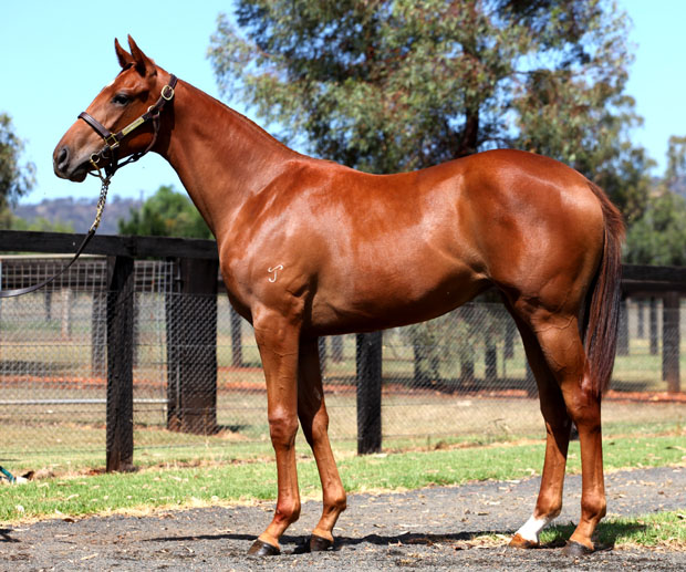 Happy Hussy (AUS) - photo 1