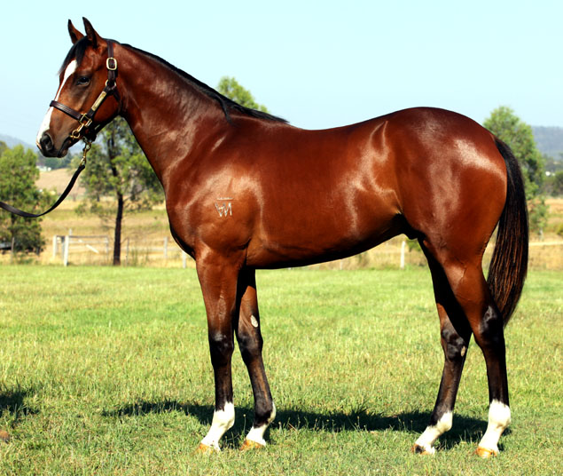 Stravinsky (USA) / Osprey (AUS) - photo 1