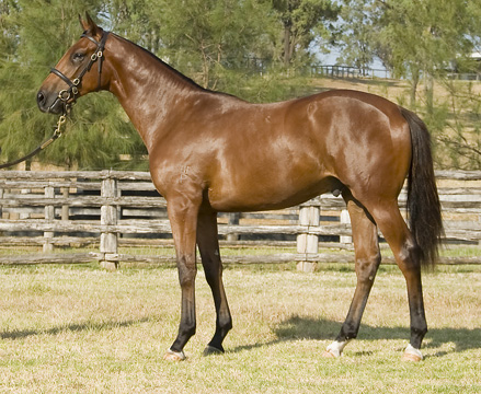 Global Dancer - photo 1