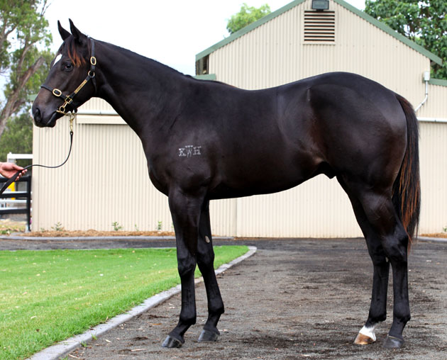 Royal Academy (USA) / Peace Accord (AUS) - photo 1