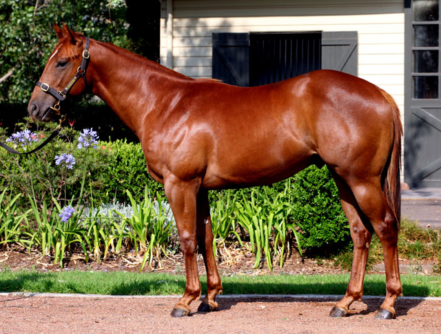 More Than Ready (USA) / Penny Opera (NZ) - photo 1