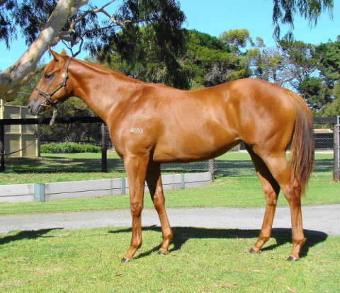 Angel of Mercy (AUS) - photo 1