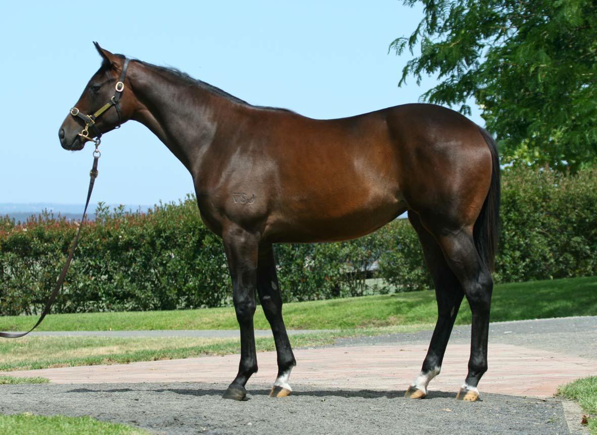 Real Attraction (AUS) - photo 1