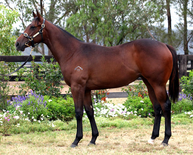 Well Credentialled (AUS) - photo 1