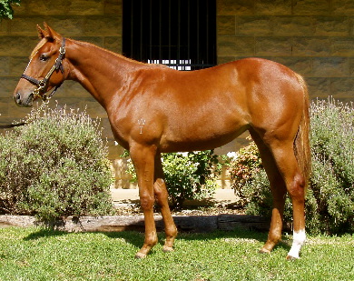 Regal Thunder - photo 1