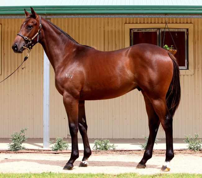 Banagher Boy - photo 1