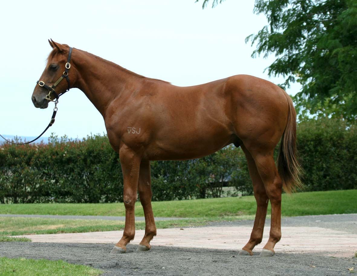 Tipo Tinto - photo 1