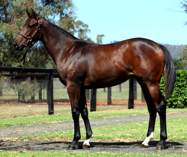 Nadeem (AUS) / Star Band (USA) - photo 1