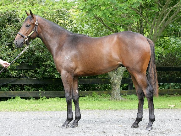 Leo's Spirit (NZ) - photo 1